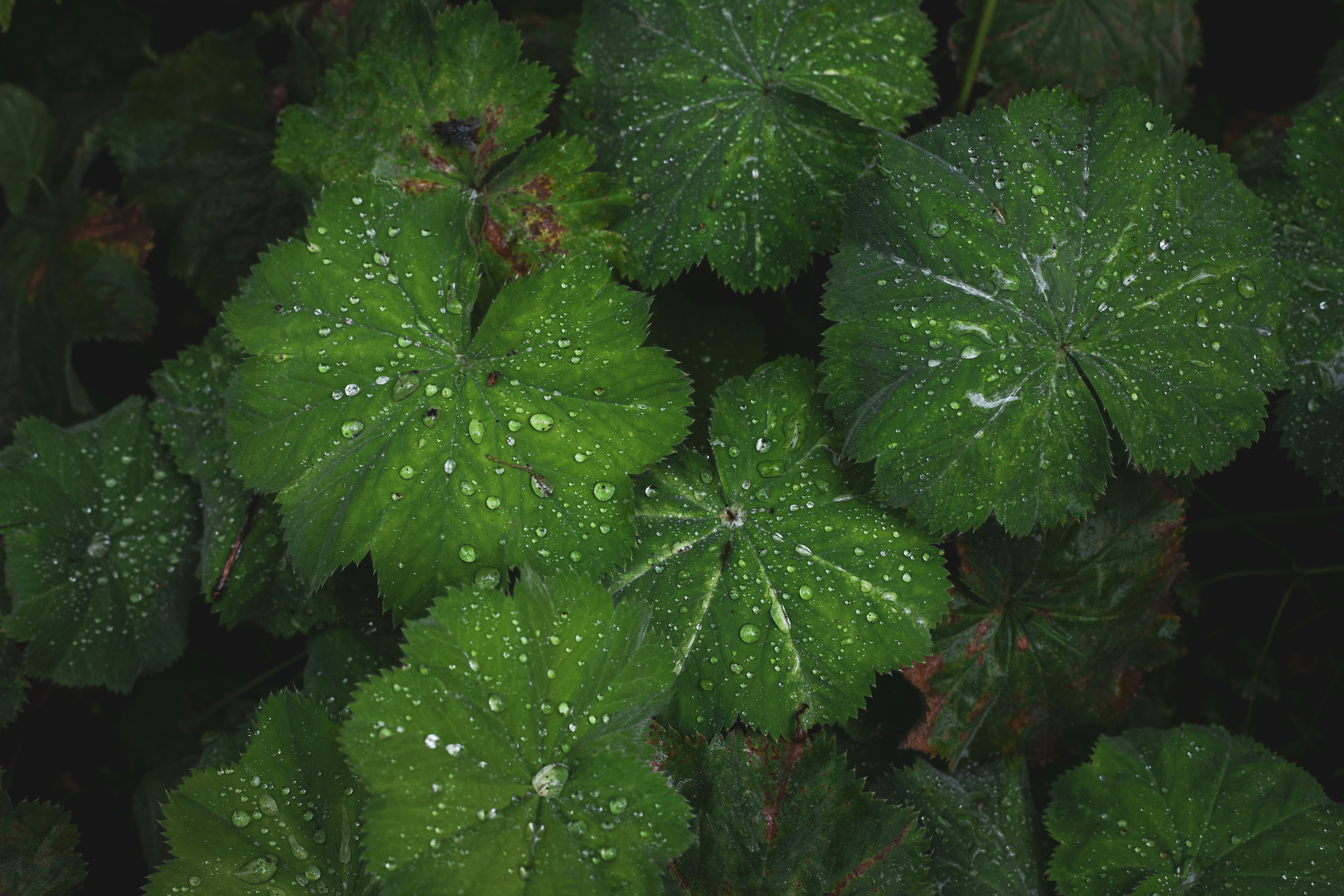green leaves with water droplets
